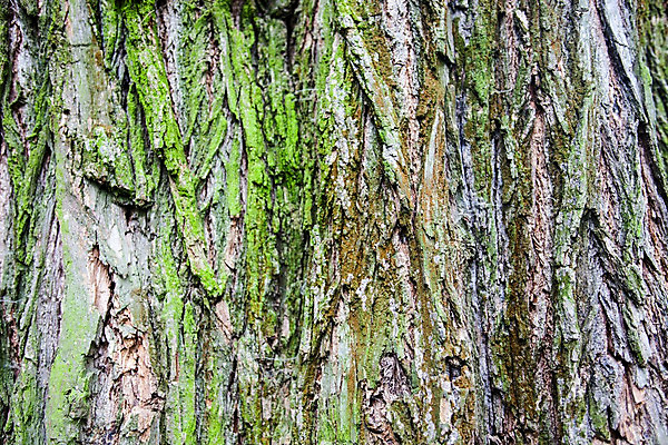 포토 JPG 해외이미지 나무 식물 공원 줄기 백그라운드 낙엽 자연 표면 추상 이끼 사람없음 야외 초록색 정원 회색 성장 신선 조직 숲 질감 나무껍질 층 내추럴 옛날 해외202004 해외포토 공공시설 컬러 잎 무늬 껍질 생태계 파일형식 이미지허브