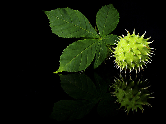 포토 JPG 해외이미지 나무 사람없음 초록색 정원 해외202004 해외포토 식물 컬러 파일형식 이미지허브