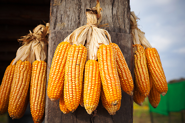 포토 JPG 해외이미지 식물 동물 음식 빵 잎 밭 농업 오렌지 자연 조류 아침 옥수수 사람없음 초록색 여름 농작물 태양 농장 노란색 빵집 수확 가을 플랫 닫기 농부 낟알 시리얼 오브젝트 귀 밀가루 숙성 해외202004 해외포토 주간 자연요소 직업 계절 산업 컬러 과일 모션 곡류 신체부위 상점 가루 생태계 파일형식 이미지허브
