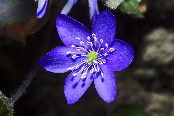 포토 JPG 해외이미지 식물 꽃잎 꽃 자연 사람없음 정원 봄 폴란드 노루귀 해외202004 해외포토 계절 유럽 생태계 파일형식 이미지허브
