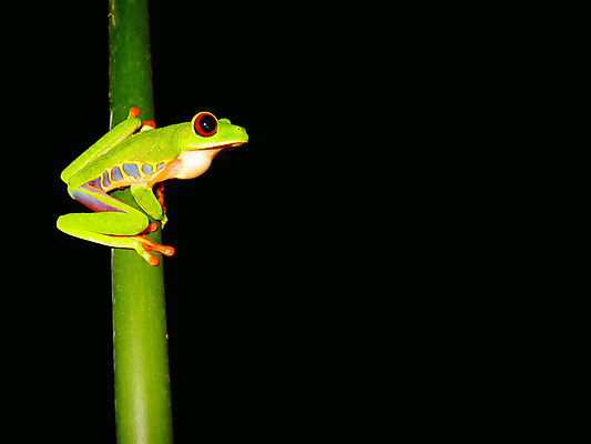 포토 JPG 해외이미지 동물 생물 매달리기 개구리 양서류 앉기 사람없음 빨간색 초록색 점프 검은색 나뭇가지 큼 청개구리 해외202004 해외포토 나무 컬러 모션 크기 파일형식 이미지허브