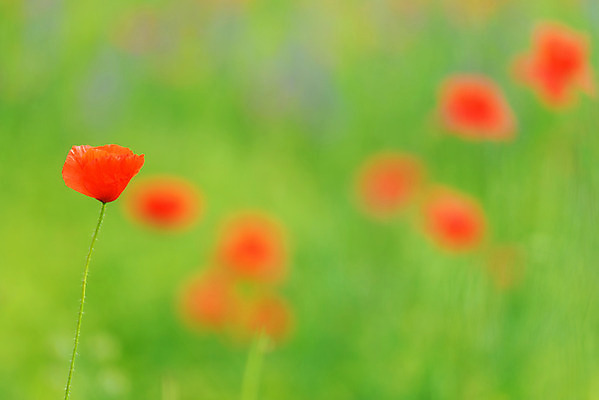 포토 JPG 해외이미지 식물 계절 꽃잎 꽃 줄기 백그라운드 꽃무늬 밭 농업 자연 하늘 풍경 사람없음 야외 장식 빨간색 초록색 여름 햇빛 태양 정원 보라색 봄 활발 들꽃 벚꽃 시골 개화 땅 허브 장면 양귀비 진홍색 내추럴 카피스페이스 해외202004 해외포토 자연요소 산업 컬러 컨셉 무늬 공백 생태계 파일형식 이미지허브