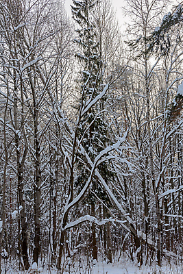 포토 JPG 해외이미지 나무 식물 구름 디자인 계절 공원 여행 백그라운드 크리스마스 겨울 자연 하늘 날씨 풍경 사람없음 야외 목재 초록색 빛 갈색 환경 냉동 얼음 검은색 추위 흰색 나뭇가지 소나무 숲 서리 장면 상록수 침엽수 층 전나무 원뿔 내추럴 제설기 가문비나무 해외202004 해외포토 자연요소 도형 공공시설 기념일 컬러 재료 생태계 제설 파일형식 이미지허브
