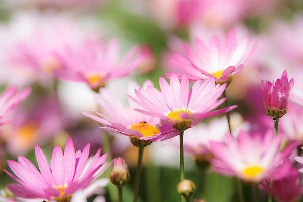 포토 JPG 해외이미지 식물 디자인 계절 공원 꽃잎 꽃 줄기 백그라운드 꽃무늬 밭 자연 건강 사람없음 야외 초록색 여름 파란색 햇빛 태양 약 노란색 정원 맑음 봄 벚꽃 흰색 시골 그룹 허브 묘사 에코 데이지 내추럴 모종 처음 캐모마일 해외202004 해외포토 자연요소 공공시설 컬러 무늬 농업 의학 날씨 환경 생태계 파일형식 이미지허브