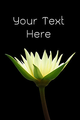 포토 JPG 해외이미지 식물 계절 공원 꽃잎 꽃 아시아 종교 선 꽃무늬 태국 자연 휴식 연꽃 동양인 사람없음 야외 여름 반사 노란색 평화 봄 벚꽃 연못 개화 백합 명상 엽서 고립 대칭 이국적 해외202004 해외포토 공공시설 나라 컬러 컨셉 무늬 인종 편지 생태계 파일형식 이미지허브