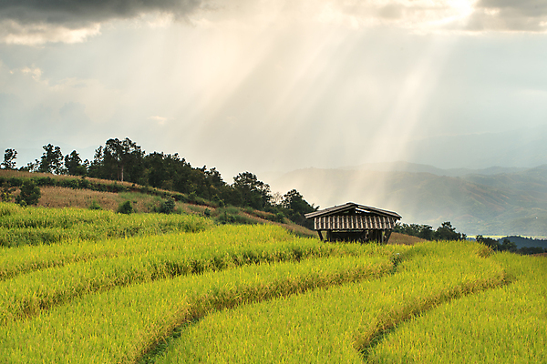 포토 JPG 해외이미지 식물 구름 계절 아시아 음식 백그라운드 잎 농업 태국 자연 하늘 밥 동양인 풍경 사람없음 야외 초록색 여름 파란색 농장 일출 환경 일몰 수확 성장 시골 신선 유기농 장면 내추럴 논밭 밭일 해외202004 해외포토 자연요소 웰빙 나라 산업 컬러 밭 논 인종 노을 생태계 파일형식 이미지허브