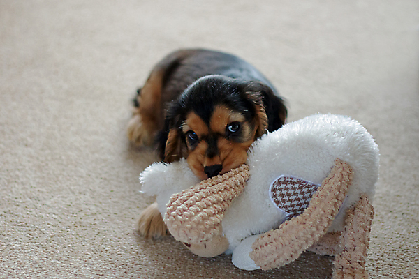 포토 JPG 해외이미지 영어 포옹 사람없음 반려동물 장난감 개 강아지 쇼 동반자 해외202004 해외포토 동물 문자 포유류 안기 파일형식 이미지허브