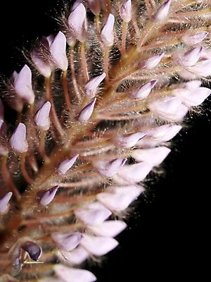 포토 JPG 해외이미지 식물 꽃잎 꽃 분홍색 꽃무늬 오렌지 자연 국화 사람없음 빨간색 여름 세트 컬러풀 장미 노란색 보라색 봄 활발 벚꽃 흰색 신선 개화 그룹 난초 변화 선택 백합 자르기 수집 달리아 제비꽃 묘사 코스모스 데이지 붓꽃 고립 섞기 아욱 많음 피튜니아 해외202004 해외포토 계절 컬러 컨셉 무늬 과일 모션 생태계 파일형식 이미지허브