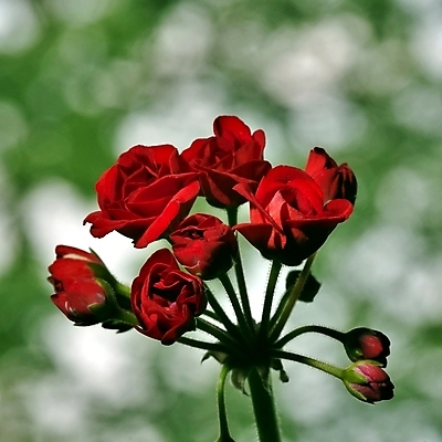 포토 JPG 해외이미지 식물 꽃잎 꽃 잎 자연 새로움 사람없음 빨간색 초록색 컬러풀 보라색 활발 성장 벚꽃 신선 개화 확대 작음 다발 묘사 질감 부드러움 진홍색 제라늄 처음 해외202004 해외포토 컬러 컨셉 감각 크기 생태계 파일형식 이미지허브