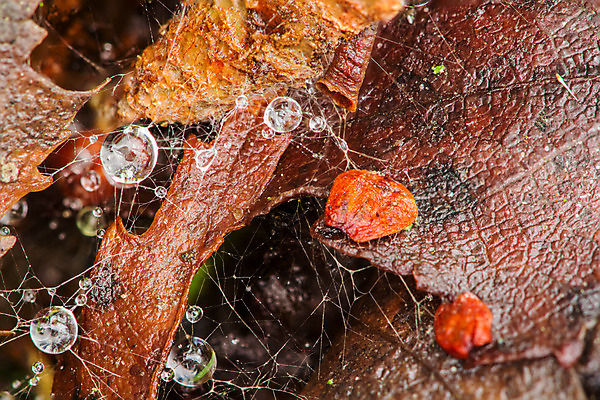 포토 JPG 해외이미지 식물 잎 오렌지 자연 부활절 사람없음 빨간색 노란색 웹 물방울 해외202004 해외포토 기념일 컬러 인터넷 과일 생태계 파일형식 이미지허브