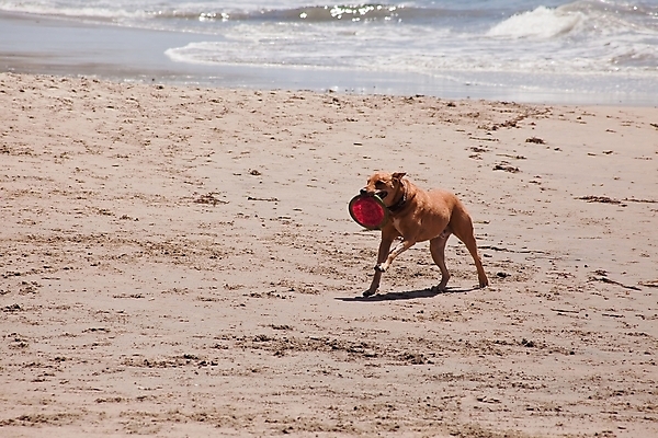 포토 JPG 해외이미지 동물 행복 모래 바다 포즈 이동 장난 자연 놀이 건강 사람없음 야외 물 반려동물 달리기 점프 기쁨 젖음 개 속도 사냥개 송곳니 해외202004 해외포토 자연요소 감정 컨셉 포유류 모션 치아 생태계 파일형식 이미지허브