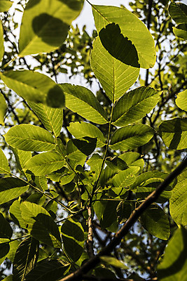 포토 JPG 해외이미지 모양 나무 식물 잎 자연 표면 사랑 사람없음 물 평화 환경 힘 활발 자유 성장 시골 시간 오픈 순수 순환 정맥 산소 강렬 영양분 완전 해외202004 해외포토 자연요소 감정 컨셉 모션 원소 생태계 혈관 파일형식 이미지허브