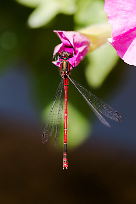 포토 JPG 해외이미지 동물 남자 유럽 야생동물 줄기 하늘색 곤충 백그라운드 잎 자연 휴식 생물 사람없음 빨간색 초록색 활발 추위 외계인 벌레 잠자리 큼 유연 묘사 육식동물 동물상 몬스터 변태 그리너리 피튜니아 해외202004 해외포토 식물 꽃 나라 컬러 컨셉 사람 파란색 조형물 미확인물체 크기 생태계 파일형식 트랜드컬러 이미지허브