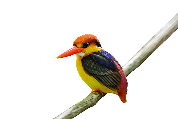 포토 JPG 해외이미지 동물 야생동물 분홍색 오렌지 태국 자연 조류 국립공원 사람없음 빨간색 파란색 컬러풀 검은색 개울 부리 운하 경보 물총새 해외202004 해외포토 공원 아시아 컬러 과일 강 생태계 파일형식 이미지허브