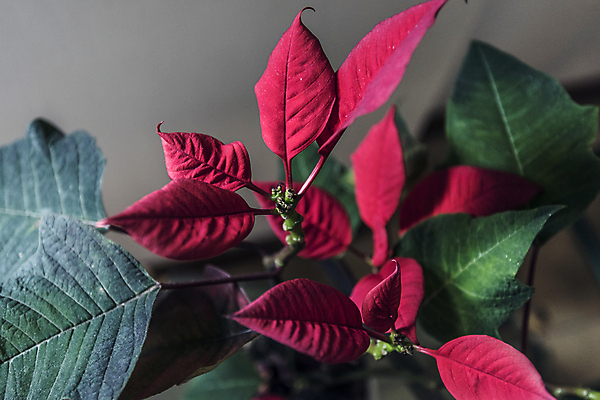 포토 JPG 해외이미지 식물 계절 실루엣 잎 자연 선물 사람없음 빨간색 초록색 햇빛 정원 축제 희망 활발 기쁨 다양 에너지 시골 인사 그룹 수분 원예 꽃가루 꿀 해외202004 해외포토 감정 컬러 다수 컨셉 촬영기법 취미 태양 예절 가루 생태계 파일형식 이미지허브