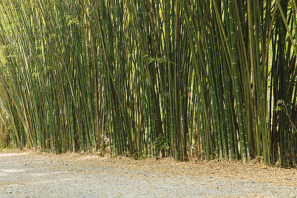 포토 JPG 해외이미지 나무 식물 아시아 문화 선 줄기 백그라운드 잎 패턴 태국 자연 벽지 동양인 사람없음 야외 목재 장식 초록색 환경 정원 일본 중국 성장 나뭇가지 신선 숲 대나무 유기농 원예 질감 내추럴 생태학 해외202004 해외포토 웰빙 교육 나라 컬러 무늬 재료 인종 취미 생태계 파일형식 이미지허브