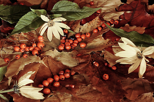 포토 JPG 해외이미지 열매 꽃잎 꽃 곤충 단풍 잎 과일 자연 사람없음 빨간색 노란색 가을 무당벌레 정물화 해외202004 해외포토 식물 동물 계절 컬러 그림 생태계 파일형식 이미지허브