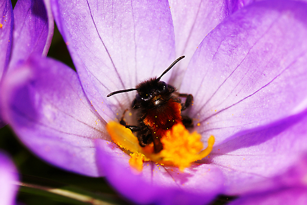포토 JPG 해외이미지 식물 꽃잎 꽃 곤충 꽃무늬 자연 사람없음 햇빛 정원 보라색 봄 바쁨 꿀 드론 호박벌 해외202004 해외포토 동물 계절 컬러 무늬 태양 벌_곤충 생태계 파일형식 이미지허브