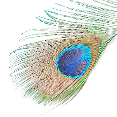 포토 JPG 해외이미지 동물 디자인 야생동물 백그라운드 패턴 자연 조류 추상 사람없음 초록색 파란색 컬러풀 흰색 우아함 공작 깃털 질감 꼬리 솜털 고립 이국적 해외202004 해외포토 컬러 컨셉 무늬 생태계 파일형식 이미지허브