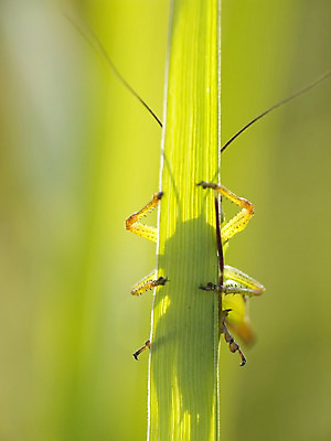 포토 JPG 해외이미지 동물 야생동물 줄기 곤충 자연 사람없음 초록색 귀뚜라미 해외202004 해외포토 식물 컬러 생태계 파일형식 이미지허브