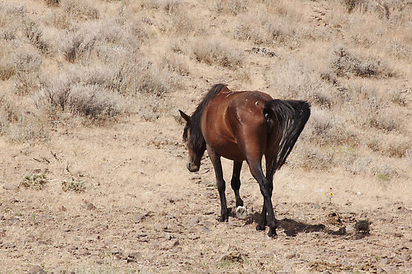 포토 JPG 해외이미지 전신 동물 응시 야생동물 서기 사람없음 야외 가로 컬러풀 일출 가축 목장 새벽 안개 관찰 군중 승차 예측 경계 열정 카피스페이스 해외202004 해외포토 자연요소 시선 감정 컬러 컨셉 모션 날씨 사람 노을 공백 파일형식 이미지허브