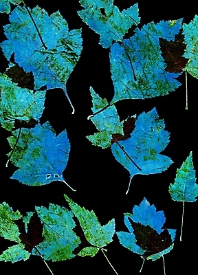 포토 JPG 해외이미지 나무 식물 계절 공원 백그라운드 단풍 잎 오렌지 자연 검은배경 건조 사람없음 목재 장식 초록색 파란색 세트 컬러풀 갈색 가을 흰색 황금 떨어짐 숲 9월 수집 유기농 질감 10월 내추럴 강렬 고립 해외202004 해외포토 웰빙 공공시설 컬러 컨셉 과일 재료 검은색 날짜 생태계 파일형식 이미지허브