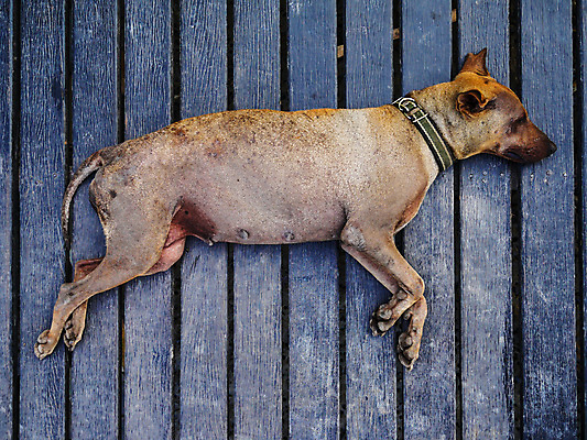 포토 JPG 해외이미지 동물 1 응시 도로 백그라운드 건축양식 포유류 태국 자연 날씨 친절 거리 바닥 사람없음 야외 빛 반려동물 갈색 머리 정원 검은색 죽음 도시 잠 뜨거움 개 송곳니 노숙자 거짓말 뒤뜰 땅바닥 옛날 혼자 해외202004 해외포토 시선 건축 아시아 길 컬러 교통시설 신체부위 치아 생태계 파일형식 이미지허브