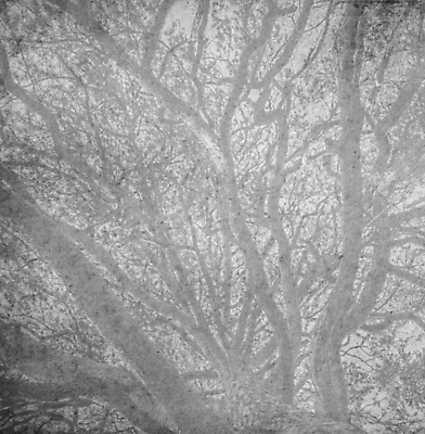 포토 JPG 해외이미지 나무 식물 구름 계절 공원 실루엣 줄기 백그라운드 잎 겨울 패턴 자연 하늘 추상 풍경 사람없음 야외 목재 여름 빛 햇빛 태양 맑음 검은색 추위 가을 흰색 나뭇가지 정상 숲 질감 내추럴 해외202004 해외포토 자연요소 공공시설 컬러 무늬 재료 날씨 촬영기법 생태계 파일형식 이미지허브