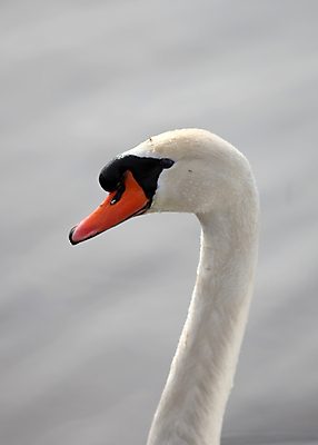 포토 JPG 해외이미지 주간 한마리 호수 사람없음 야외 백조 해외202004 해외포토 자연요소 1 조류 파일형식 이미지허브