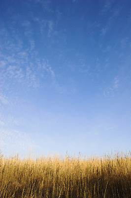 포토 JPG 해외이미지 나무 구름 밭 농업 오렌지 자연 하늘 바람 날씨 옥수수 풍경 사람없음 야외 초록색 여름 파란색 컬러풀 농장 노란색 환경 봄 가을 시골 신선 고독 숲 밀 유기농 대두 밭일 파라다이스 평야 수평선 해외202004 해외포토 자연요소 식물 웰빙 계절 감정 산업 컬러 과일 곡류 생태계 파일형식 이미지허브