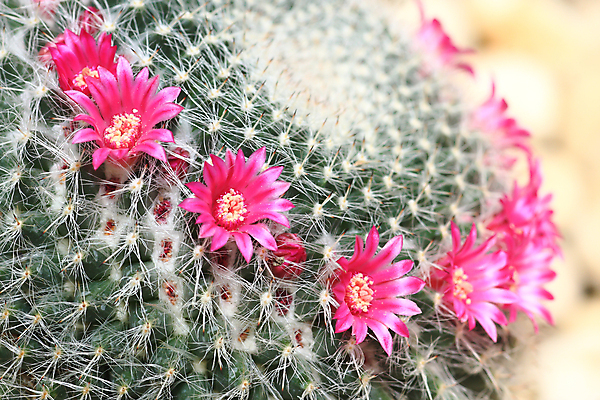 포토 JPG 해외이미지 식물 꽃 자연 선인장 사람없음 초록색 어둠 오브젝트 흰배경 해외202004 해외포토 컬러 백그라운드 흰색 생태계 파일형식 이미지허브