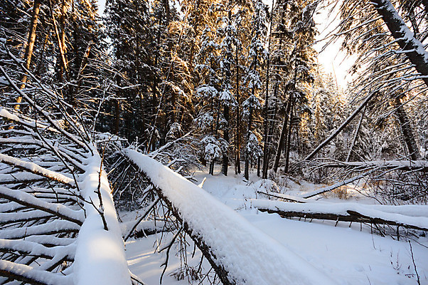 포토 JPG 해외이미지 나무 계절 공원 여행 백그라운드 크리스마스 겨울 자연 하늘 아침 날씨 새로움 풍경 사람없음 야외 목재 초록색 파란색 빛 햇빛 태양 갈색 환경 맑음 냉동 얼음 추위 흰색 나뭇가지 눈송이 황무지 숲 12월 언덕 서리 장면 1월 내추럴 폭설 눈내림 가문비나무 해외202004 해외포토 주간 자연요소 식물 공공시설 기념일 컬러 컨셉 재료 눈_날씨 날짜 자연재해 생태계 파일형식 이미지허브