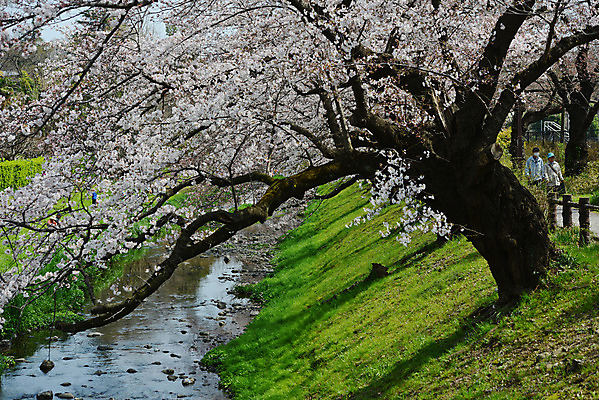 포토 JPG 해외이미지 나무 식물 계절 꽃 분홍색 백그라운드 꽃무늬 자연 하늘 사람없음 초록색 물 파란색 강 정원 일본 봄 벚꽃 흰색 나뭇가지 신선 개화 체리 도쿄 묘사 내추럴 해외202004 해외포토 자연요소 아시아 컬러 무늬 과일 생태계 파일형식 이미지허브