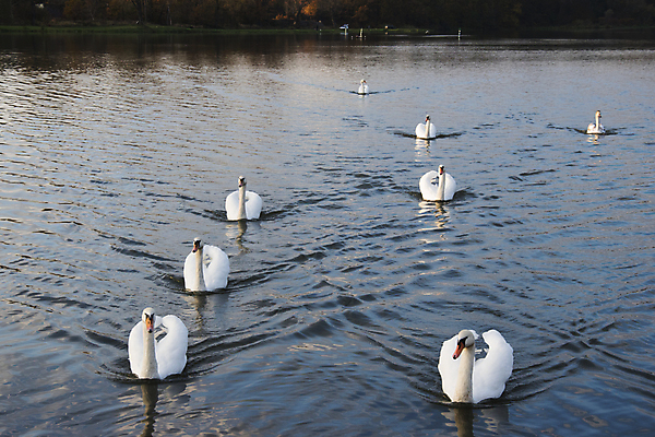 포토 JPG 해외이미지 주간 호수 여러마리 사람없음 야외 백조 해외202004 해외포토 자연요소 다수 조류 파일형식 이미지허브