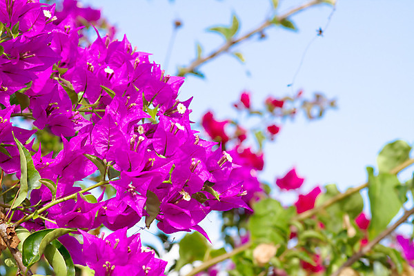포토 JPG 해외이미지 식물 계절 꽃 문화 분홍색 백그라운드 잎 자연 하늘 기술 사람없음 야외 장식 빨간색 세로 초록색 파란색 햇빛 정원 보라색 침묵 봄 활발 벚꽃 신선 지중해 그리스 화산 포도나무 그리스인 미코노스섬 웅장함 해외202004 해외포토 서양인 유럽 바다 컬러 섬 컨셉 산 태양 소리 과일나무 생태계 파일형식 이미지허브