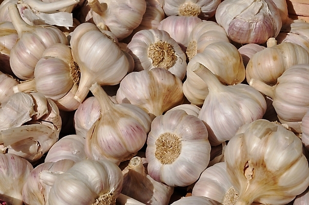 포토 JPG 해외이미지 음식 분홍색 재료 전구 마늘 사람없음 흰색 신선 시장 허브 향신료 해외202004 해외포토 식물 컬러 채소 향미료 파일형식 이미지허브