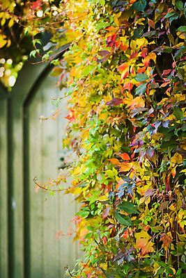 포토 JPG 해외이미지 나무 계절 잎 오렌지 자연 사람없음 목재 빨간색 초록색 햇빛 문 가을 황금 덩굴 11월 10월 해외202004 해외포토 식물 컬러 과일 재료 태양 날짜 생태계 파일형식 이미지허브