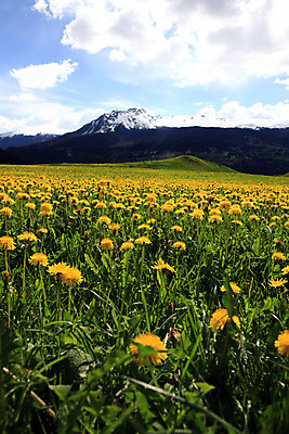 포토 JPG 해외이미지 구름 밭 자연 하늘 휴가 산 풍경 사람없음 야외 목재 초록색 여름 파란색 컬러풀 햇빛 노란색 평화 침묵 봄 활발 시골 신선 비교 민들레 언덕 스카이라인 내추럴 많음 수평선 해외202004 해외포토 자연요소 나무 계절 꽃 컬러 컨셉 농업 재료 태양 소리 생태계 파일형식 이미지허브