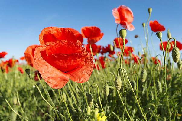 포토 JPG 해외이미지 식물 계절 꽃잎 꽃 행복 분홍색 백그라운드 잎 꽃무늬 밭 농업 자연 하늘 풍경 사람없음 야외 장식 빨간색 초록색 여름 파란색 컬러풀 노란색 환경 정원 보라색 봄 활발 성장 벚꽃 흰색 나뭇가지 신선 개화 다발 묘사 데이지 내추럴 해외202004 해외포토 나무 감정 산업 컬러 컨셉 무늬 생태계 파일형식 이미지허브