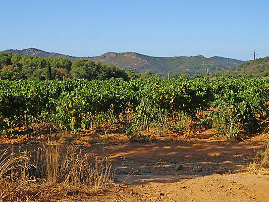 포토 JPG 해외이미지 식물 선 밭 포도 풍경 사람없음 와인 긴급 발효 땅바닥 프로방스 해외202004 해외포토 농업 과일 바닥 주류 파일형식 이미지허브