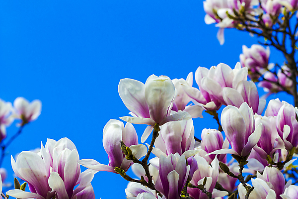 포토 JPG 해외이미지 나무 식물 계절 꽃잎 꽃 줄기 분홍색 백그라운드 잎 꽃무늬 자연 하늘 사람없음 빨간색 파란색 컬러풀 정원 보라색 봄 성장 벚꽃 흰색 나뭇가지 신선 개화 4월 제비꽃 순수 원예 목련 내추럴 월 고립 이국적 취급주의 세련 해외202004 해외포토 컬러 컨셉 무늬 경고 취미 날짜 생태계 파일형식 이미지허브