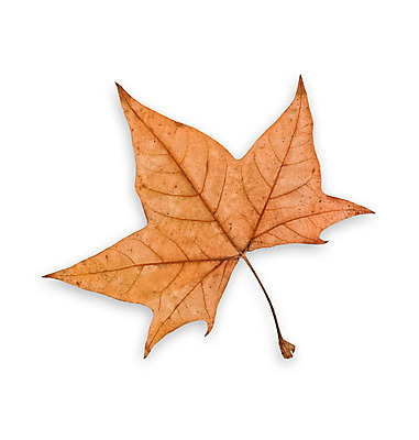 포토 JPG 해외이미지 식물 계절 백그라운드 단풍 잎 오렌지 자연 건조 사람없음 빨간색 컬러풀 갈색 노란색 환경 가을 흰색 얼룩 변화 황금 9월 11월 질감 10월 내추럴 고립 썩음 엘리먼트 옛날 절정 해외202004 해외포토 컬러 컨셉 과일 날짜 생태계 파일형식 이미지허브