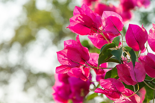 포토 JPG 해외이미지 나무 식물 공원 꽃잎 꽃 아시아 분홍색 백그라운드 잎 꽃무늬 자연 사람없음 야외 장식 초록색 여름 컬러풀 햇빛 정원 봄 벚꽃 개화 저녁 다발 내추럴 해외202004 해외포토 계절 공공시설 나라 컬러 무늬 태양 야간 생태계 파일형식 이미지허브
