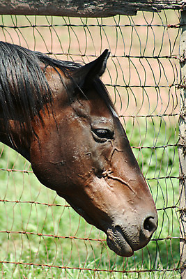 포토 JPG 해외이미지 동물 밭 자연 사람없음 초록색 여름 농장 갈색 시골 카우보이 승차 갈기 망아지 방목장 해외202004 해외포토 계절 새끼 컬러 농업 모션 말_동물 생태계 파일형식 이미지허브