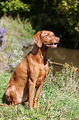 포토 JPG 해외이미지 동물 자연 앉기 사람없음 야외 반려동물 컬러풀 사진촬영 가을 개울 개 송곳니 충고 해외202004 해외포토 계절 컬러 포유류 모션 강 촬영 치아 생태계 파일형식 이미지허브