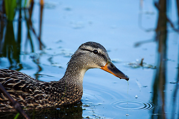 포토 JPG 해외이미지 동물 여자 야생동물 음식 줄기 날개 포유류 자연 조류 초식동물 오리 육류 미소 사람없음 초록색 물 컬러풀 갈색 수영 먹이 깃털 사냥 부리 청둥오리 채식주의자 혼자 해외202004 해외포토 자연요소 식물 컬러 식재료 표정 사람 수상스포츠 생태계 채식 파일형식 이미지허브