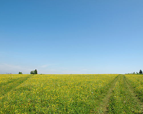 포토 JPG 해외이미지 나무 식물 구름 계절 도로 모래 컨셉 밭 자연 하늘 풍경 사람없음 목재 초록색 물 여름 파란색 흰색 숲 당구 진흙 멀리 땅바닥 방법 수평선 해외202004 해외포토 자연요소 길 컬러 농업 재료 교통시설 바닥 구기 생태계 파일형식 이미지허브