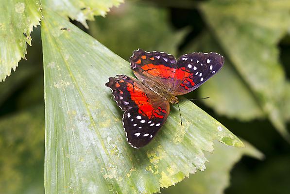 포토 JPG 해외이미지 동물 유럽 나비 곤충 자연 동물원 사람없음 장식 빨간색 여름 컬러풀 갈색 환경 공작 수집 심볼 묘사 진홍색 단아함 동물상 생태학 완벽 벨벳 해외202004 해외포토 계절 교육 나라 컬러 컨셉 조류 조형물 실크 생태계 파일형식 이미지허브