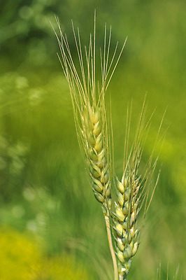 포토 JPG 해외이미지 식물 계절 음식 빵 줄기 백그라운드 밭 농업 자연 하늘 날씨 건조 건강 씨앗 풍경 사람없음 야외 초록색 농작물 농장 농경지 노란색 새싹 환경 봄 수확 성장 가을 시골 황금 낟알 땅 시리얼 밀 유기농 보리 귀 밀짚 내추럴 밭일 숙성 호밀 해외202004 해외포토 웰빙 산업 컬러 곡류 신체부위 짚 생태계 파일형식 이미지허브