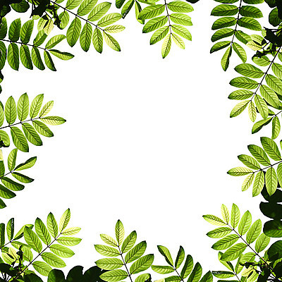 포토 JPG 해외이미지 식물 선 줄기 백그라운드 잎 패턴 농업 벽지 하늘 표면 추상 미술 사람없음 초록색 봄 줄무늬 흰색 신선 닫기 묘사 질감 서식 시트 제비 내추럴 광합성 많음 해외202004 해외포토 계절 산업 컬러 컨셉 무늬 모션 조류 문화예술 파일형식 이미지허브